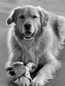 Mac the office dog headshot